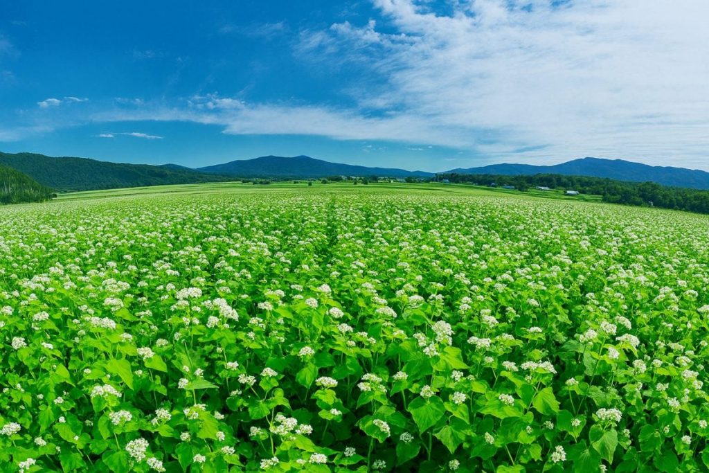 北海道幌加内町の風景