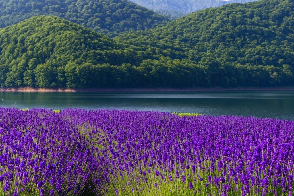 北海道南富良野町の風景